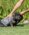 Ręcznik dla psa z super chłonnej mikrofibry Trixie