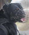 Kaganiec dla psa rottweiler metalowy wzmocniony Dingo Gear
