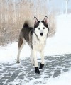 Buty dla psa antypoślizgowe WALKER ACTIVE Trixie