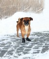 Buty dla psa antypoślizgowe WALKER ACTIVE Trixie