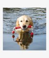 MOT®Fun pływająca zabawka dla dużego psa z naturalnej gumy 20 cm/42 cm