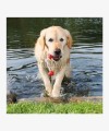 Fun-Mot® zabawka pływająca z naturalnej gumy dla dużego psa Trixie 9 cm/22 cm