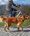Smycz z amortyzatorem do jazdy rowerem lub do biegania z psem