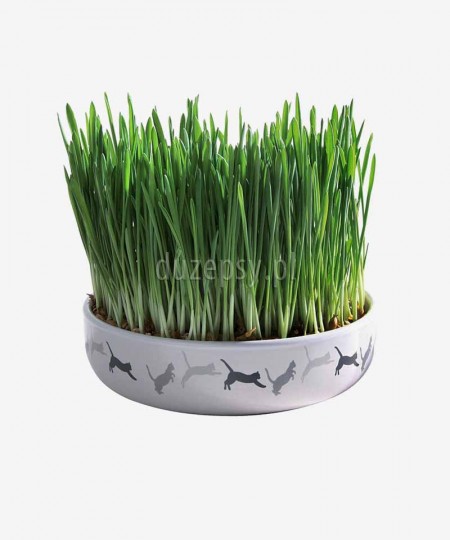 Miska ceramiczna na trawę dla kota z nasionami Trixie ø 15 cm