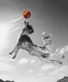 Zeus BOMBER piszcząca piłka dla psa z pianki DURAFOAM
