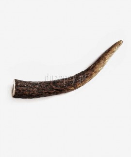 Naturalny gryzak dla psa z rogu jelenia ANTLER DOG CHEW